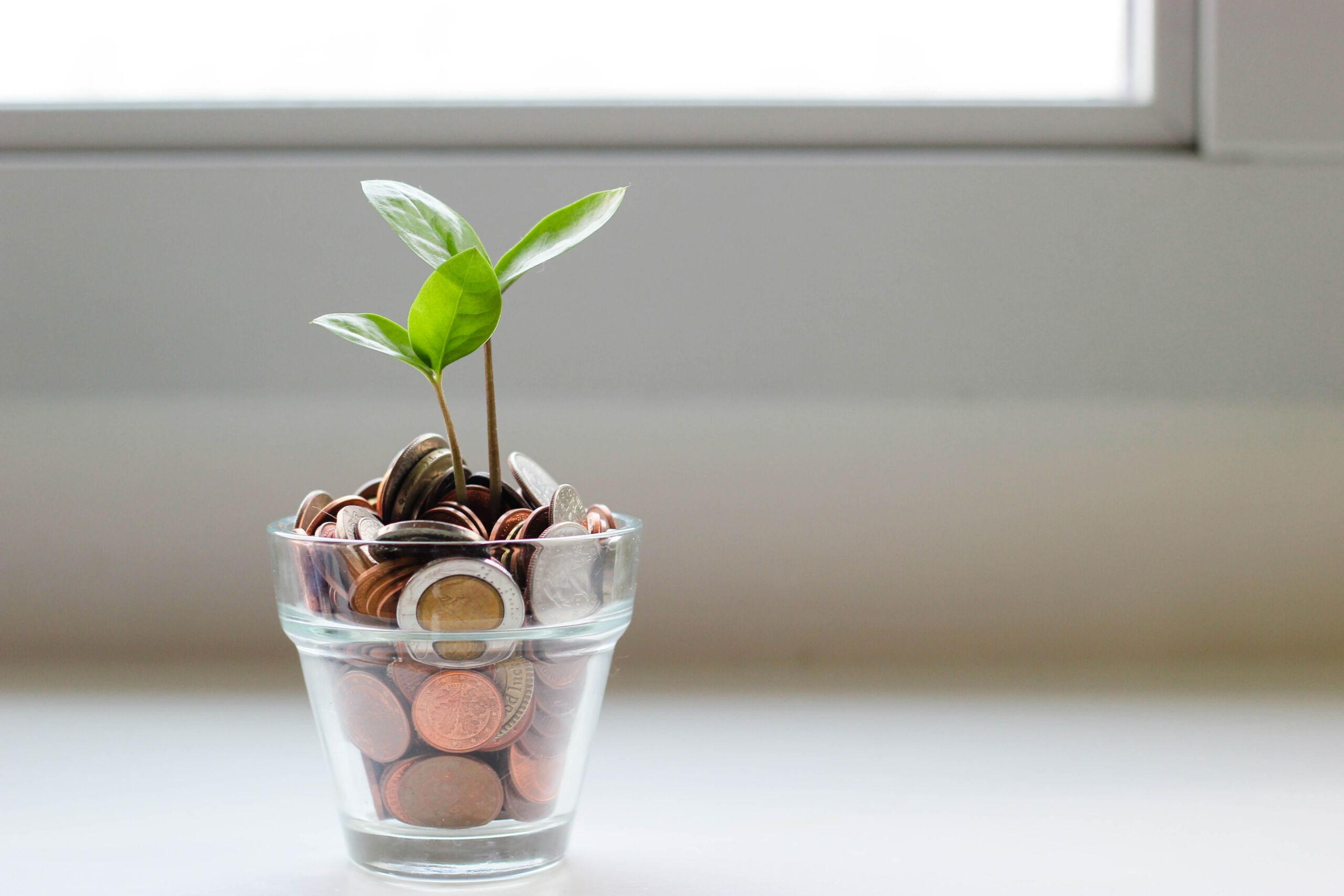 A plant growing out of a pot full of coins